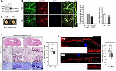 SPIN90 Modulates Long-Term Depression and <mark class="highlighted">Behavioral Flexibility</mark> in the Hippocampus